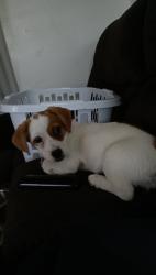 Lost Female Dog last seen Maple and tulare , Fresno, CA 93727