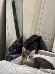 Reunited Male Cat last seen Shalefield gardens , Atherton, England M46
