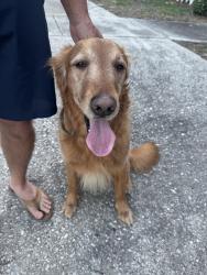 Reunited Unknown Dog last seen Countryside Dr, Apopka, FL 32712