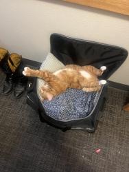 Reunited Male Cat last seen Cherry Ridge Housing off of Military 90th St, Omaha, NE 68164