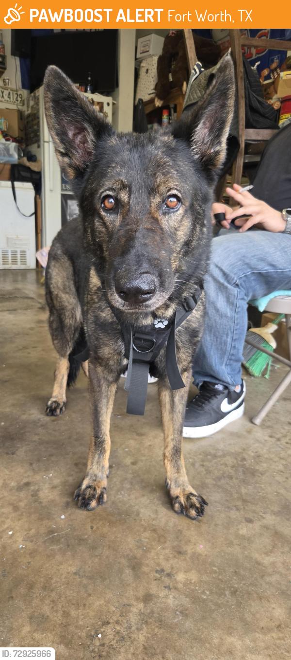 Found/Stray Male Dog last seen Jasper lake dr, Fort Worth, TX 76179