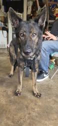 Found/Stray Male Dog last seen Jasper lake dr, Fort Worth, TX 76179