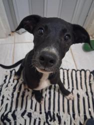 Lost Male Dog last seen Escola cemeb Catarina reinholz sabó , Itupeva, SP 