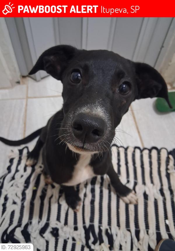 Lost Male Dog last seen Escola cemeb Catarina reinholz sabó , Itupeva, SP 