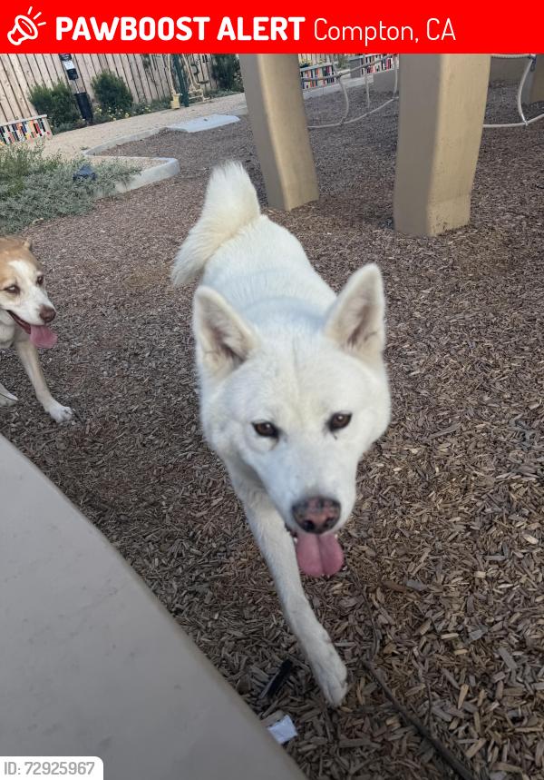 Lost Female Dog last seen Cocoa, Compton, CA 90220