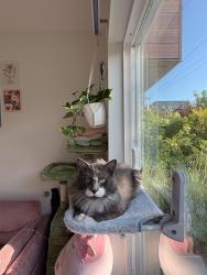 Reunited Male Cat last seen Parking lot of green lake, Seattle, WA 98103