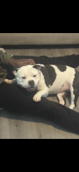 Reunited Female Dog last seen Near golden eagle ct , Killeen, TX 76549