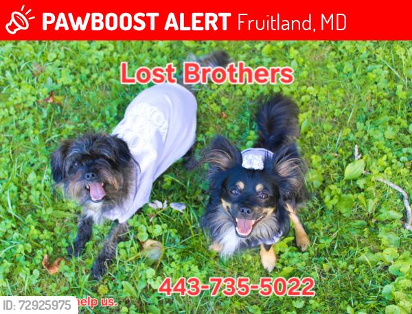 Lost Male Dog last seen Eden, Fruitland, MD 21826