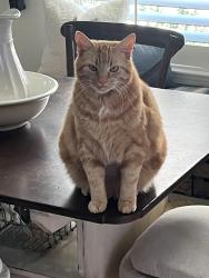 Lost Male Cat last seen Brinks Willis Road, Foley, AL 36535
