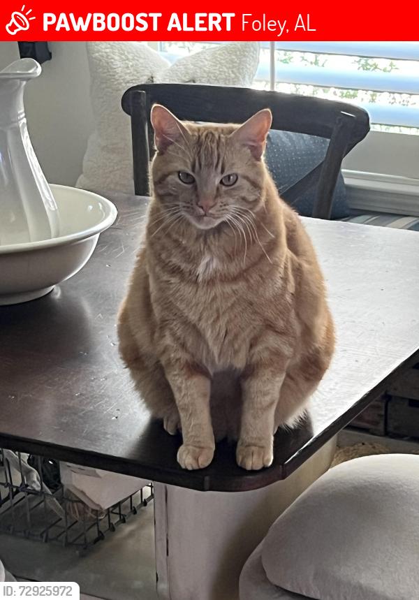 Lost Male Cat last seen Brinks Willis Road, Foley, AL 36535