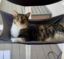 Reunited Female Cat last seen Santorino Ct in the Corners neighborhood , Livermore, CA 94550