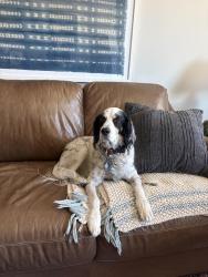 Reunited Male Dog last seen Trailside Dog Park , East Basin, UT 84098