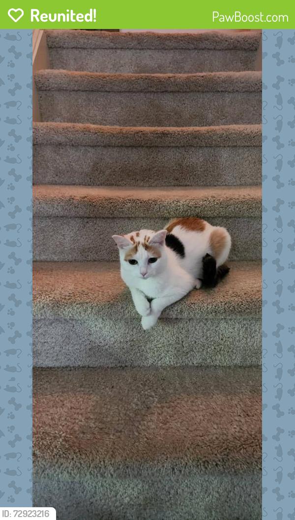 Reunited Female Cat last seen Olive Chapel Park, Apex, NC 27502