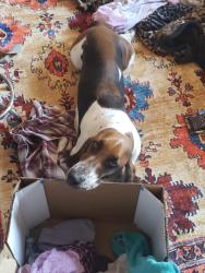 Lost Male Dog last seen Wondered away, Mesa, AZ 85202