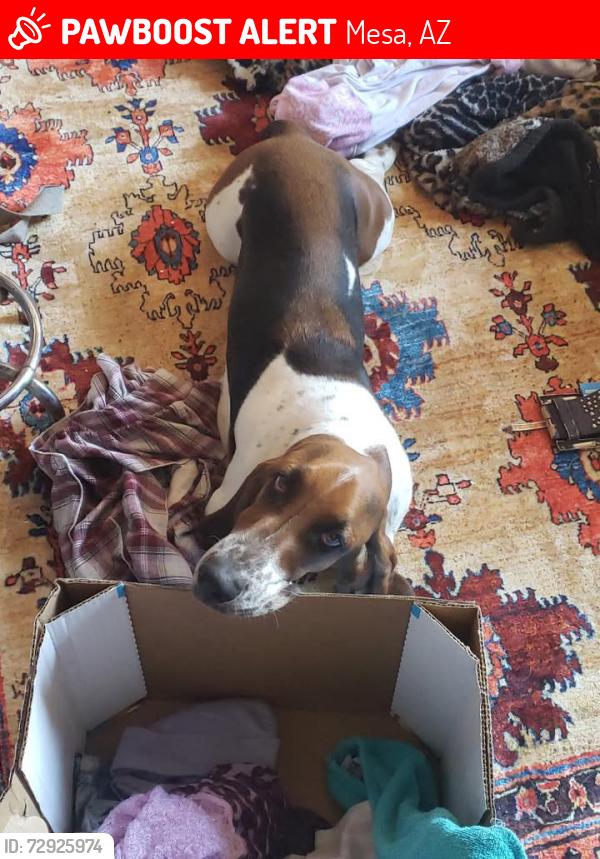 Lost Male Dog last seen Wondered away, Mesa, AZ 85202