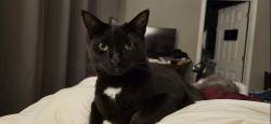 Lost Male Cat last seen Gibson Village Kerr st, Concord, NC 28025