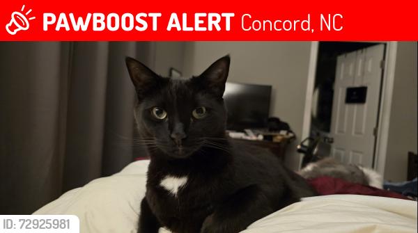 Lost Male Cat last seen Gibson Village Kerr st, Concord, NC 28025