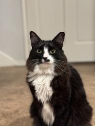 Reunited Male Cat last seen Near Moonridge Rd, Whittier, CA 90601, USA, Whittier, CA 90601