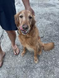 Reunited Male Dog last seen Schopke Lester and Country Side Drive, Apopka, FL 32712