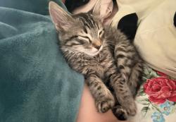 Lost Male Cat last seen Near E Kepner Pl, Aurora, CO 80012