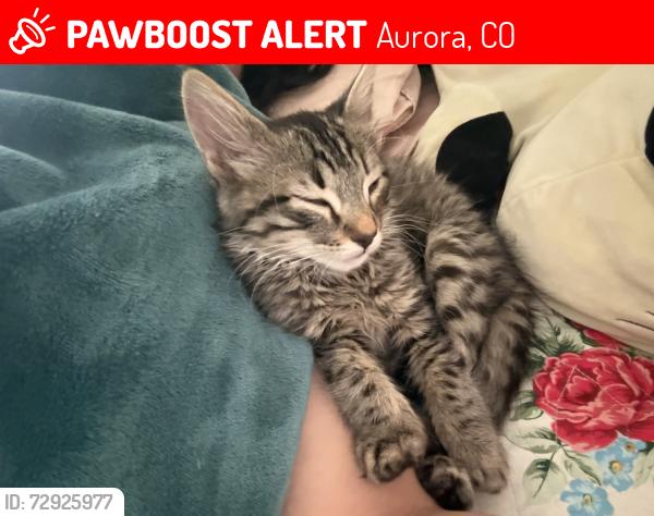 Lost Male Cat last seen Near E Kepner Pl, Aurora, CO 80012