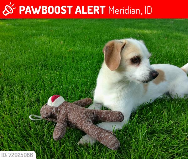 Lost Male Dog last seen Ten Mile and Ustick, Meridian, ID 83646