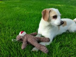 Lost Male Dog last seen Ten Mile and Ustick, Meridian, ID 83646