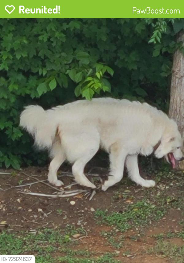 Reunited Male Dog last seen Lake Country Lawncare, Milton, NC 27305