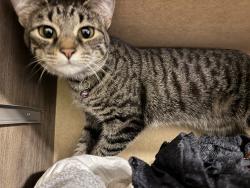 Reunited Female Cat last seen Reel Street between Cabot and Adair, Norfolk, VA 23502