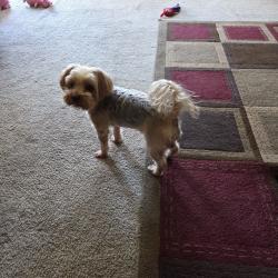 Reunited Male Dog last seen Barnstable and Cohasset, Memphis, TN 38125