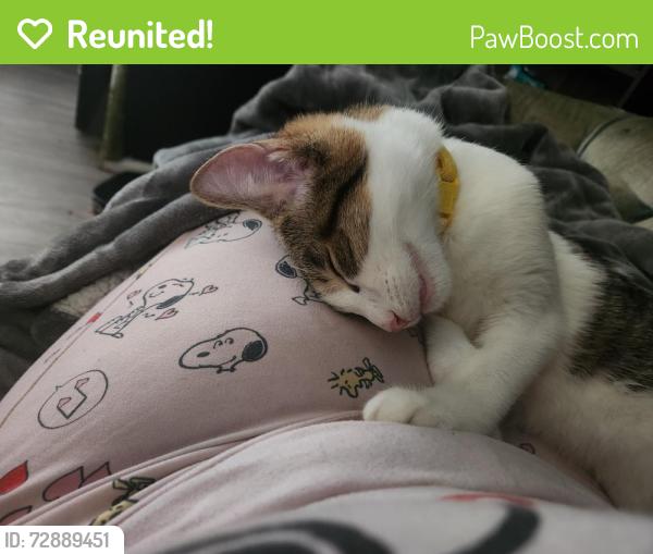 Reunited Female Cat last seen Averill, Ferguson, MO 63135