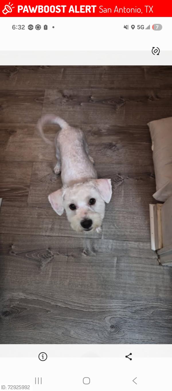 Lost Male Dog last seen Northwest crossing , San Antonio, TX 78250