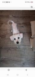 Lost Male Dog last seen Northwest crossing , San Antonio, TX 78250
