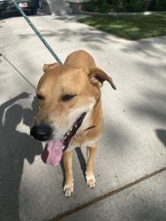 Reunited Male Dog last seen Near east 2700 wputh, Salt Lake City, UT 84106