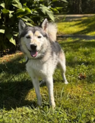 Lost Male Dog last seen Allendale , Kingsport, TN 37660