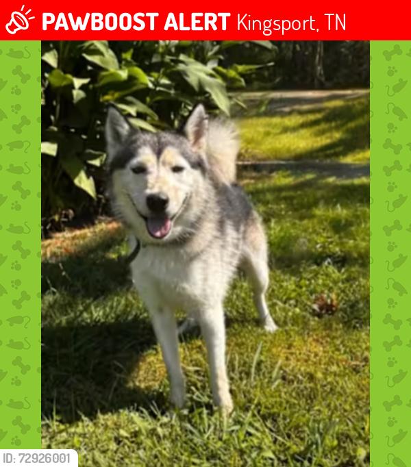 Lost Male Dog last seen Allendale , Kingsport, TN 37660