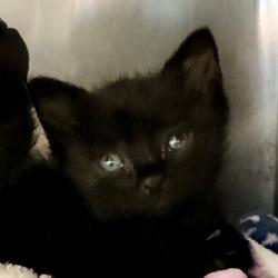 Shelter Stray Female Cat last seen , Palm Springs, CA 92264