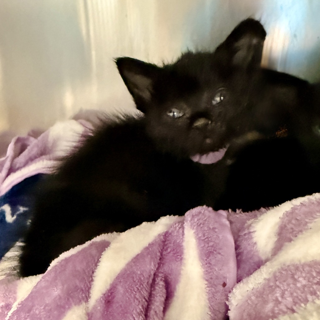 Shelter Stray Female Cat last seen , Palm Springs, CA 92264
