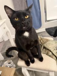 Lost Male Cat last seen Food lion, Columbia, SC 29209