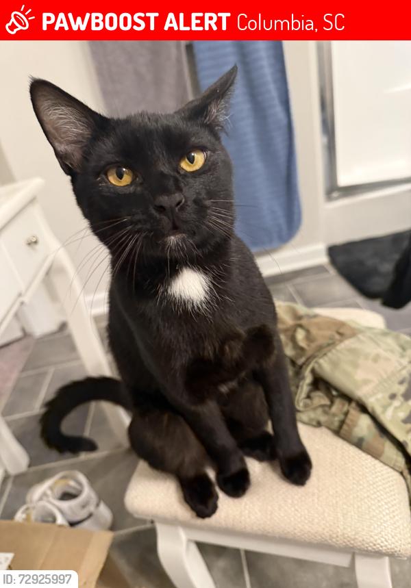 Lost Male Cat last seen Food lion, Columbia, SC 29209