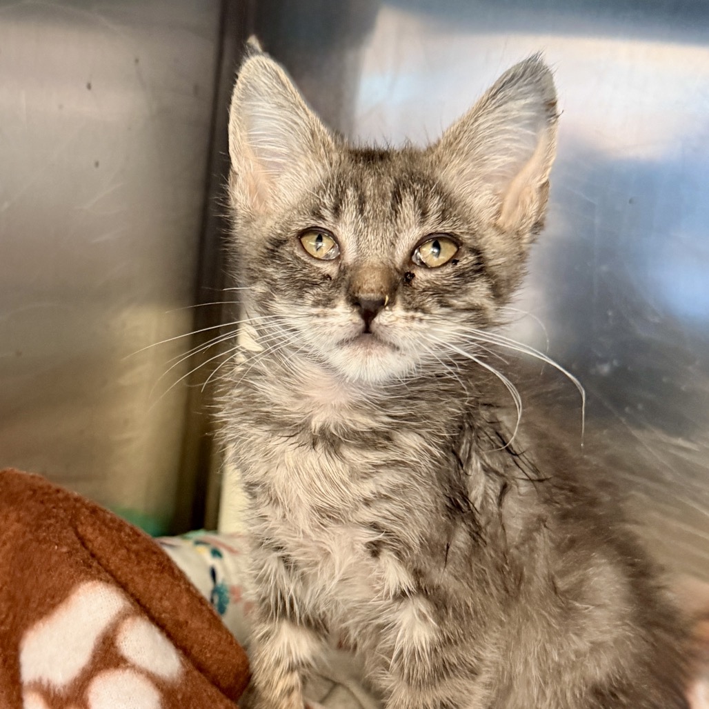 Shelter Stray Female Cat last seen , Palm Springs, CA 92264