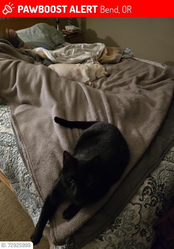 Lost Male Cat last seen Hwy. 20, Bend, OR 97701