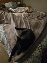 Lost Male Cat last seen Hwy. 20, Bend, OR 97701