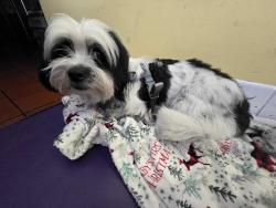 Reunited Male Dog last seen Hoover st and 102nd st, Los Angeles, CA 90044