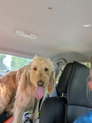 Reunited Male Dog last seen Stanley Rd and Eagle , Greensboro, NC 27407