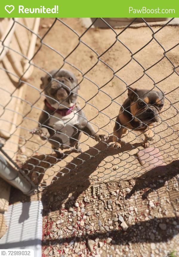 Reunited Male Dog last seen I AND MAIN ST , Hesperia, CA 92345