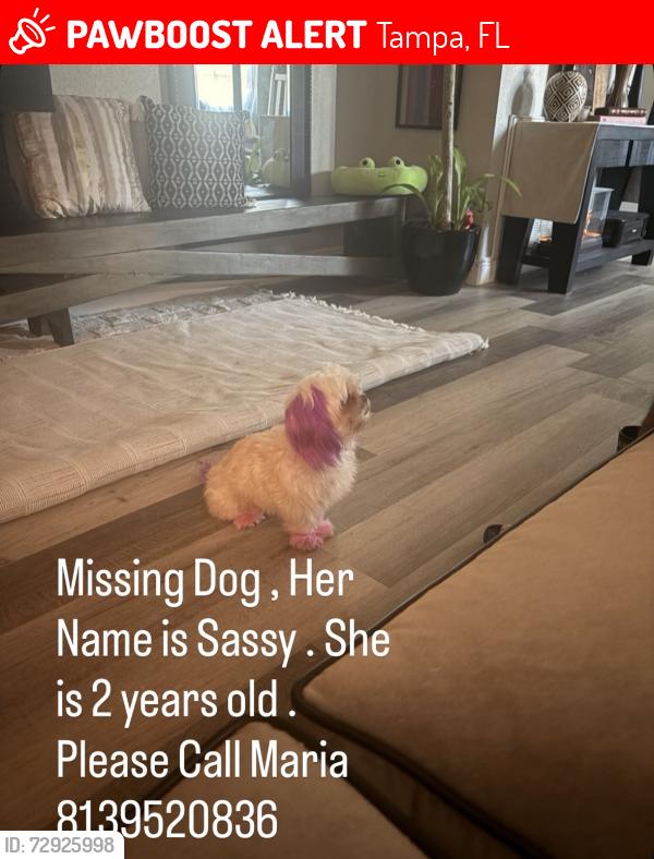 Lost Female Dog last seen North florida and linebaugh , Tampa, FL 33612
