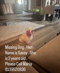Lost Female Dog last seen North florida and linebaugh , Tampa, FL 33612