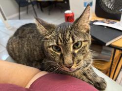 Lost Male Cat last seen Palm Tree Rd, Holiday, FL 34690