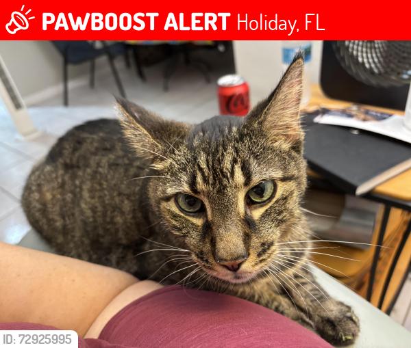 Lost Male Cat last seen Palm Tree Rd, Holiday, FL 34690